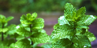 Benefits Of Mint Leaves