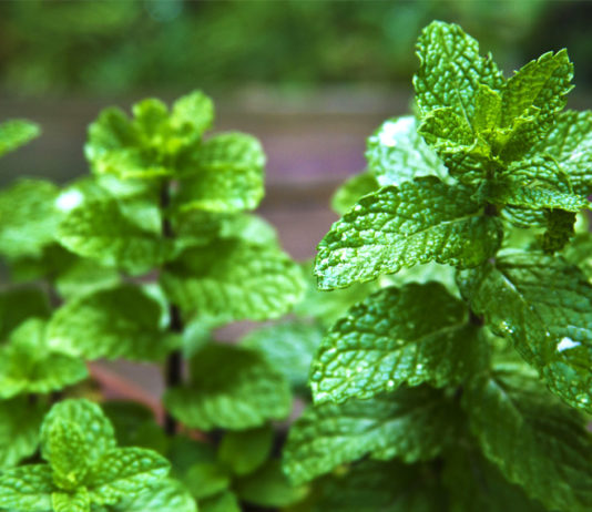 Benefits Of Mint Leaves