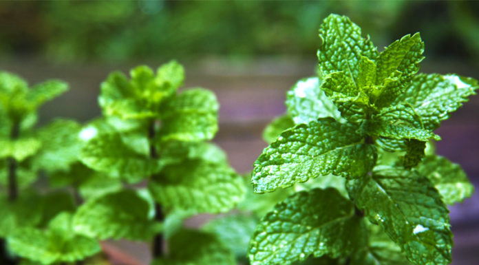 Benefits Of Mint Leaves