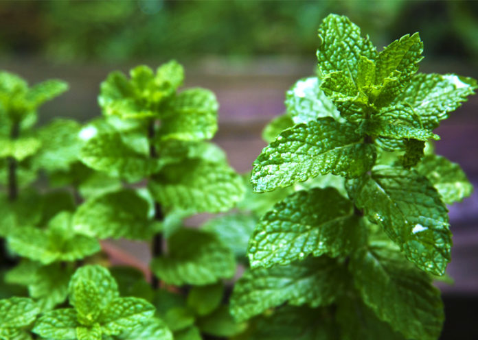 Benefits Of Mint Leaves
