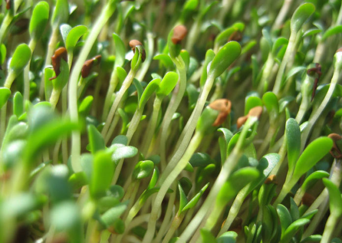 Alfalfa Sprouts