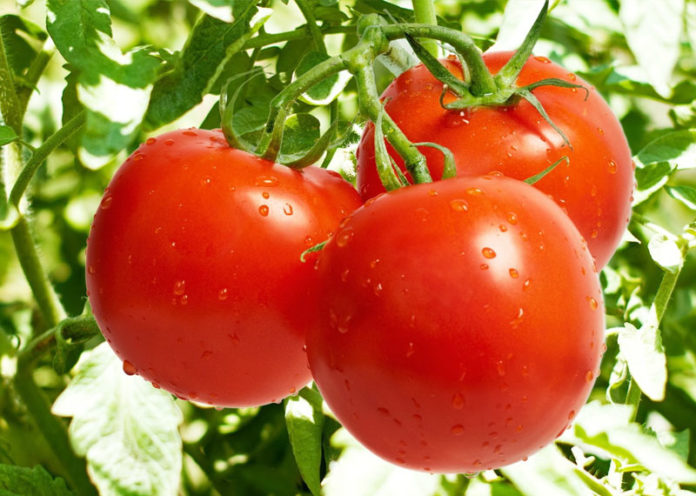 Tomatoes