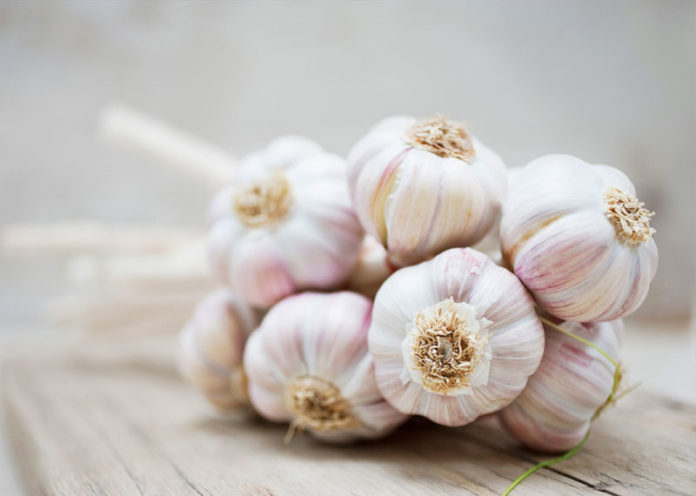 Garlic