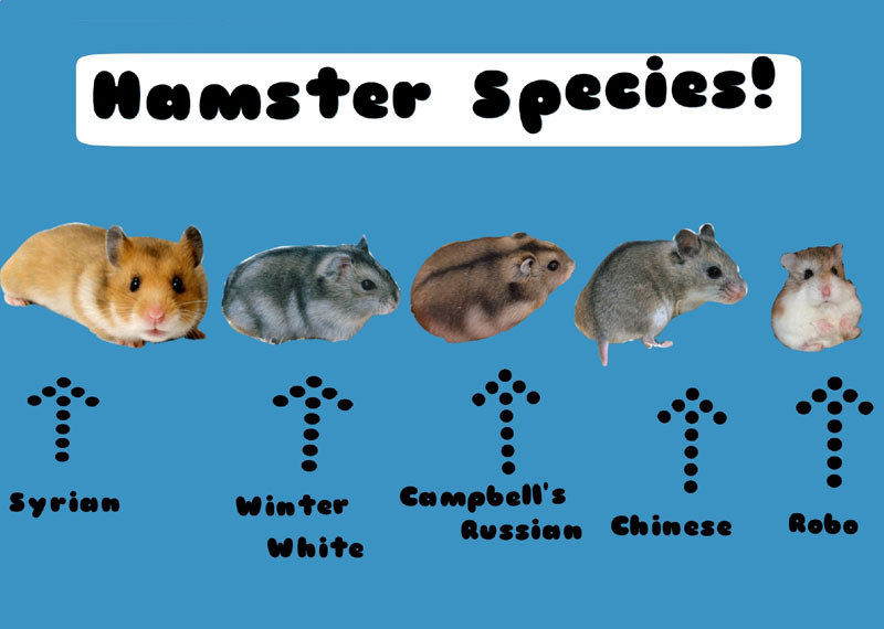 of hamsters Hamster Breeds - Differences Hamster Species — Hamster Society ...