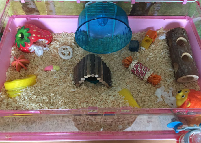 Set Up Hamster New Home