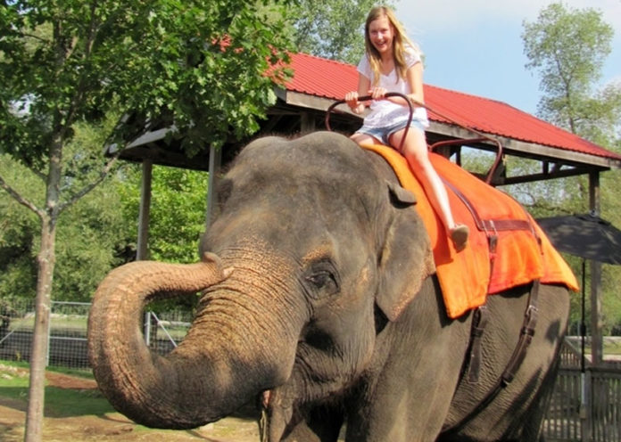 Play with Elephants in Thekkady