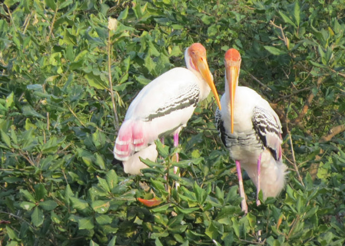 Fly with birds in Mayani Bird Sanctuary