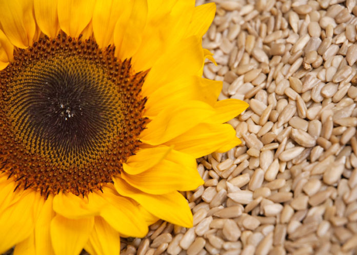 Sunflower and it’s seeds