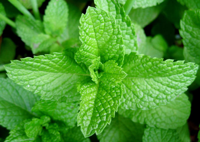 Mint leaves