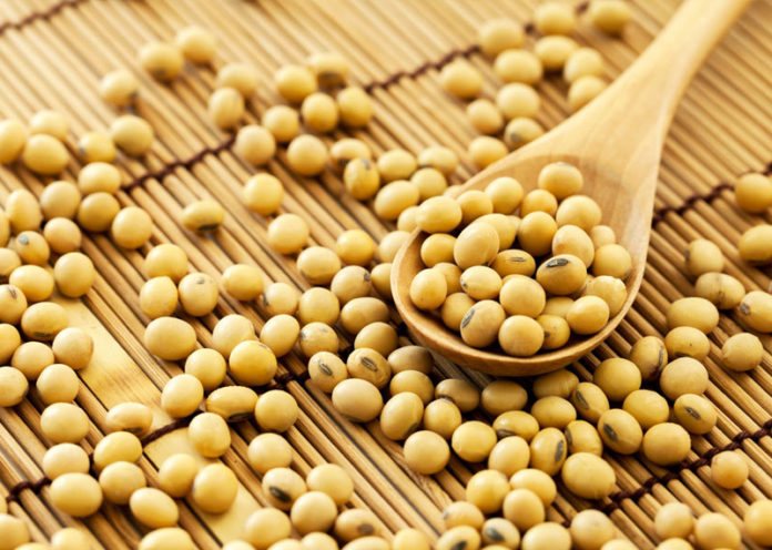 Soybean