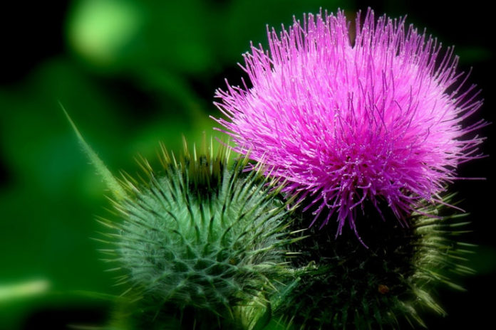 Milk thistle