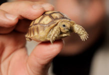 Care For A Pet Tortoise