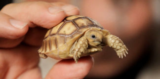 Care For A Pet Tortoise