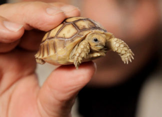 Care For A Pet Tortoise