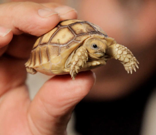 Care For A Pet Tortoise