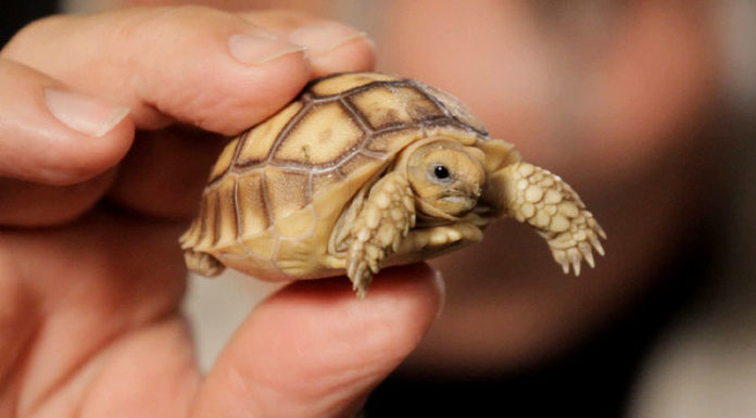 Care For A Pet Tortoise