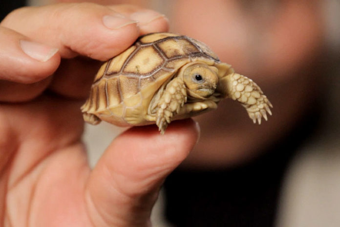 Care For A Pet Tortoise