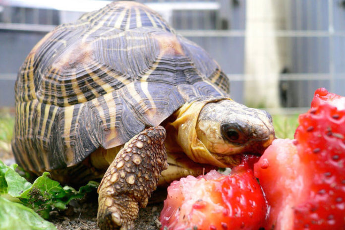 Nourishing Your Tortoise