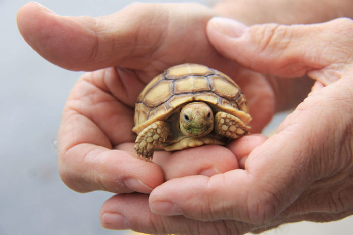Handling Your Tortoise