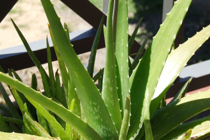 Aloe Vera