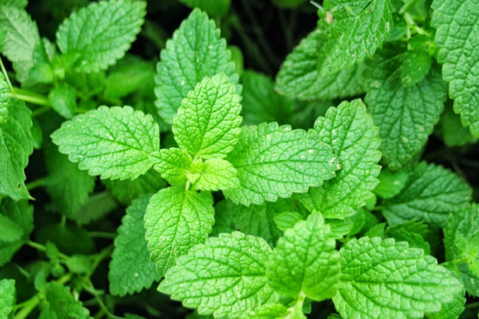 Mint leaves