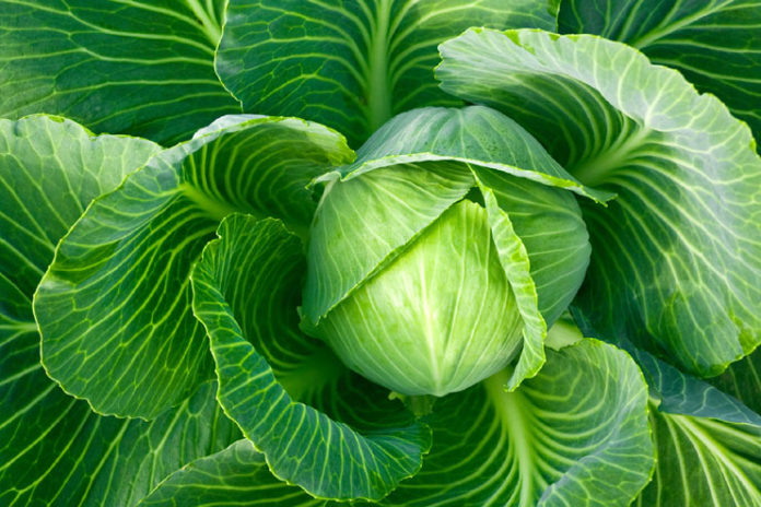 Cabbage