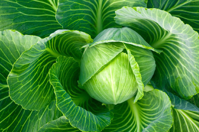 Cabbage