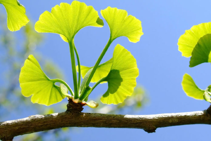 Ginkgo