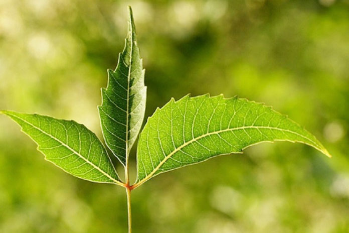 Neem or Azadirachta Indica