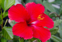 Benefits Of Hibiscus