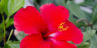 Benefits Of Hibiscus