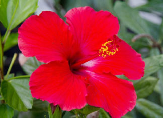 Benefits Of Hibiscus