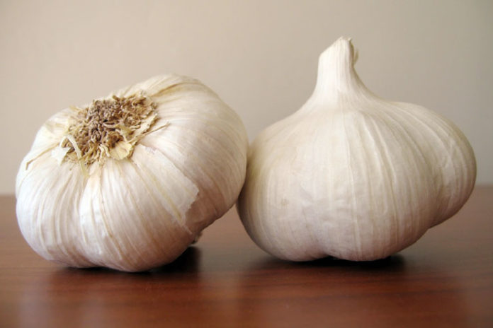 Garlic