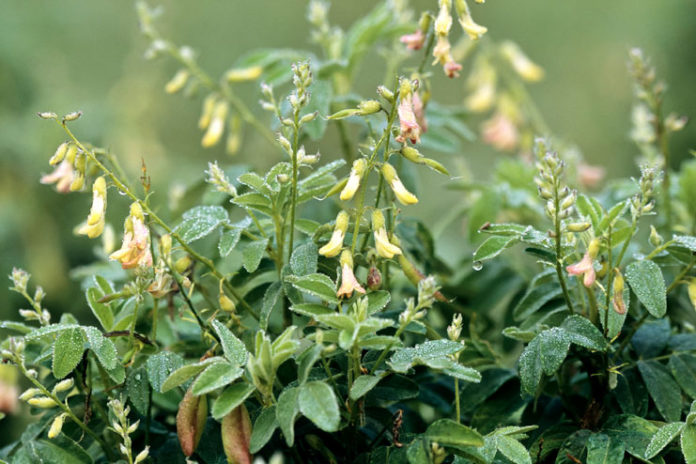 Astragalus