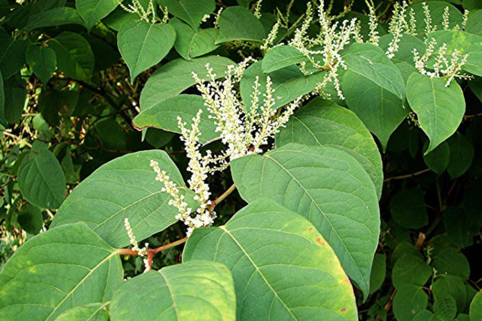 Japanese Knotweed