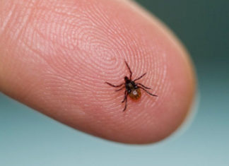 Home Remedies To Treat Lyme Disease