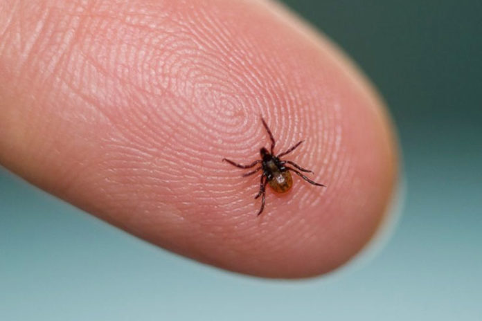 Home Remedies To Treat Lyme Disease