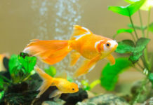 How To Take Care Of Goldfish?