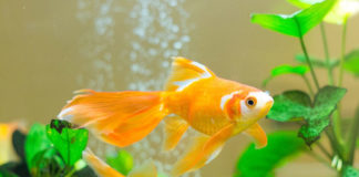 How To Take Care Of Goldfish?