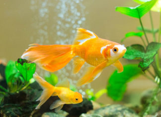 How To Take Care Of Goldfish?