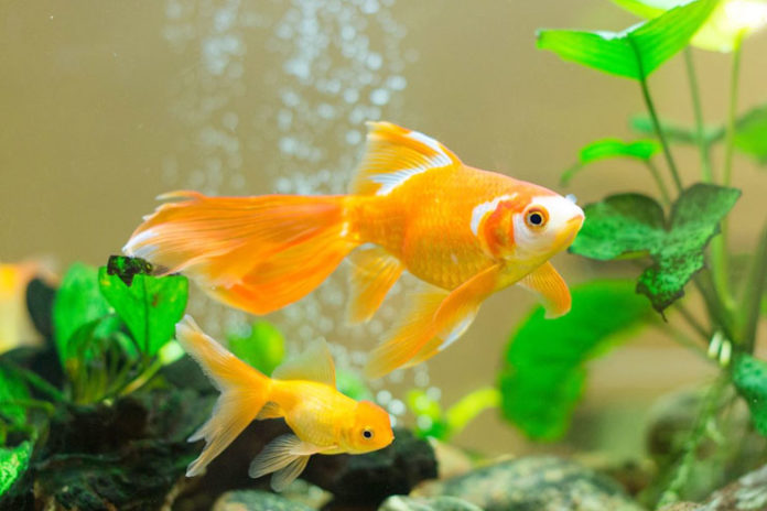 How To Take Care Of Goldfish?