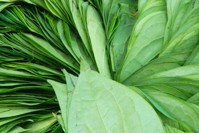 Betel Leaves