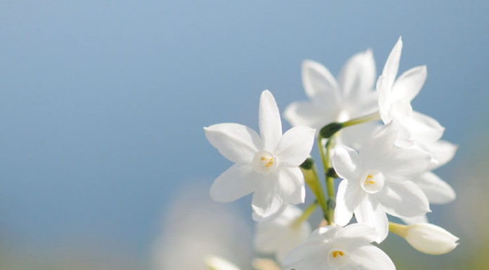 Hair Care Tips Using Jasmine