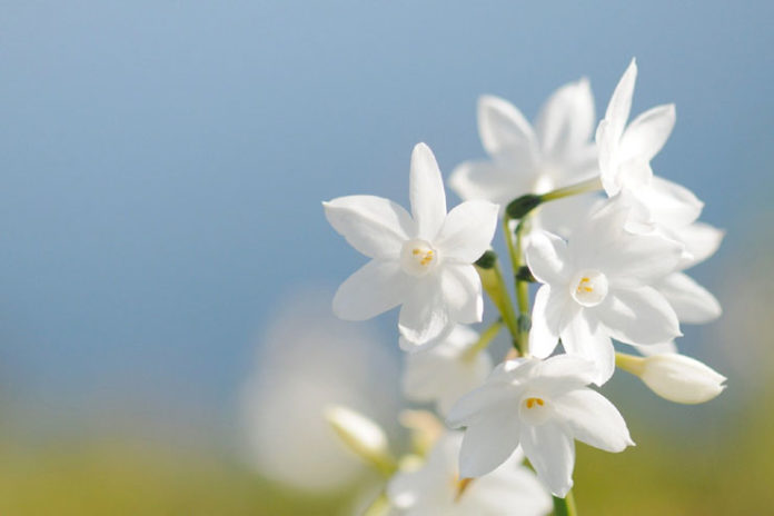 Hair Care Tips Using Jasmine