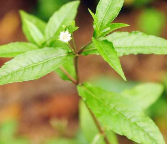 Beauty Tips For Hair