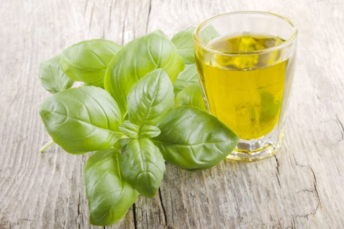 Basil (Tulsi) Oil For Beautiful Skin