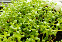 Health Benefits Of Brahmi Leaves