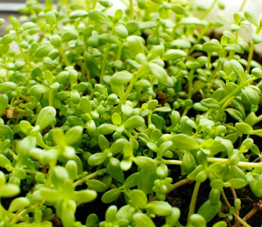 Health Benefits Of Brahmi Leaves