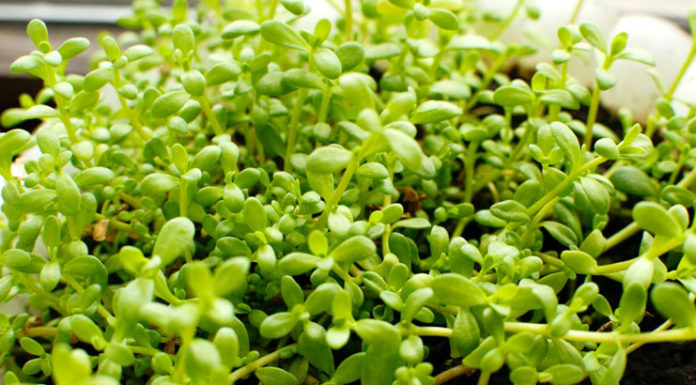 Health Benefits Of Brahmi Leaves