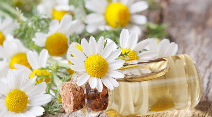 Chamomile Oil For Hair